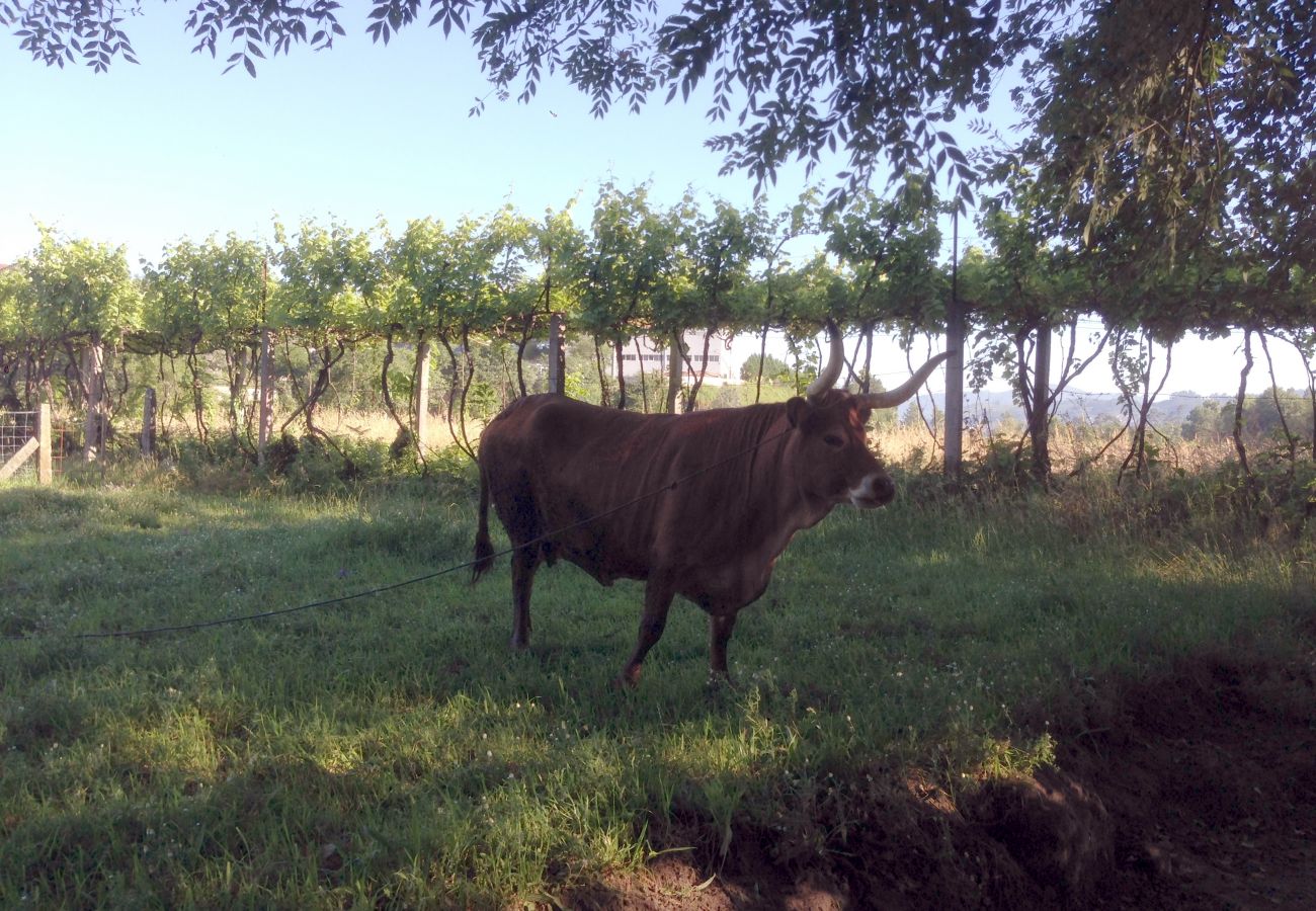 Casa rural em Sistelo - Casa do Avô Sistelo