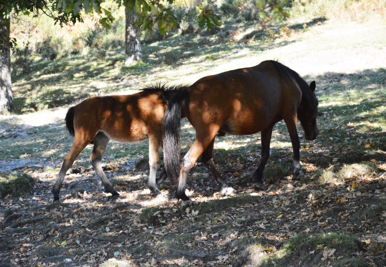 Gîte Rural à Gerês - Casa dos Bernardos T2 - Piso 1