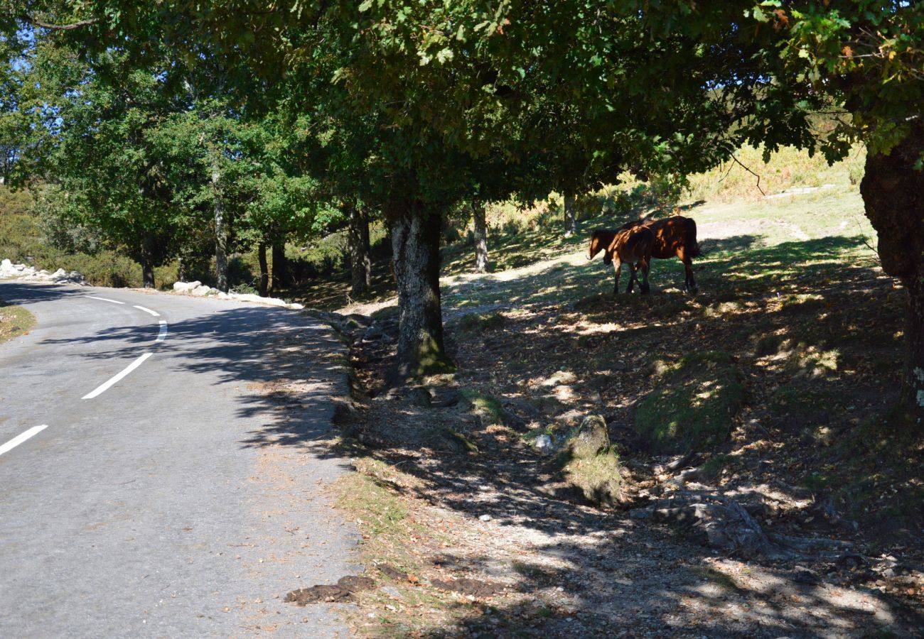 Gîte Rural à Gerês - Casa dos Bernardos T2 - Piso 1